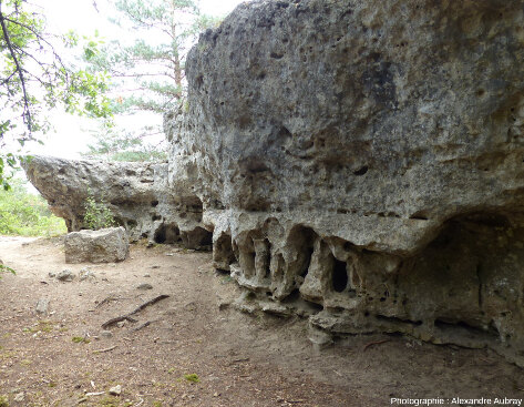 Chemin large dans le karst dolomitique, forêt du Causse de L'Hospitalet-du-Larzac (Aveyron)