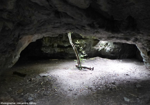 En pénétrant dans la grotte éclairée, forêt du Causse de L'Hospitalet-du-Larzac (Aveyron)