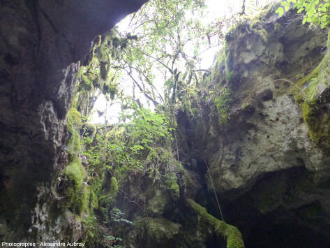 Vue depuis l'intérieur du sommet de la grotte éclairée, forêt du Causse de L'Hospitalet-du-Larzac (Aveyron)