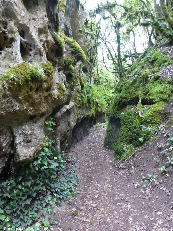 Entrée d'une des canalettes (canoles), forêt du Causse de L'Hospitalet-du-Larzac (Aveyron)