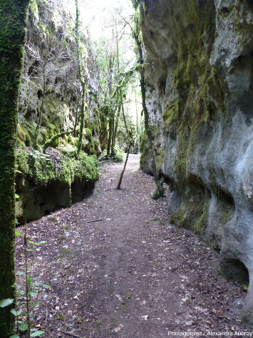 Dans une canalette (canole), forêt du Causse de L'Hospitalet-du-Larzac (Aveyron)