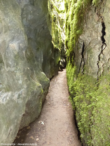 Dans une canalette assez étroite, forêt du Causse de L'Hospitalet-du-Larzac (Aveyron)