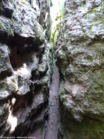 À l'entrée d'une canalette très étroite, forêt du Causse de L'Hospitalet-du-Larzac (Aveyron)