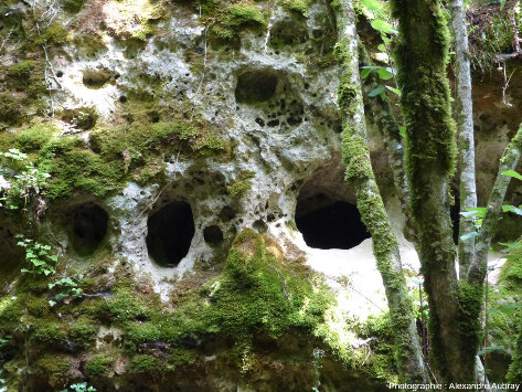 Détail des roches des parois des canalettes, forêt du Causse de L'Hospitalet-du-Larzac (Aveyron)