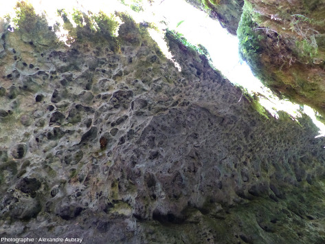 Détail des dolomies formant un surplomb dans les canalettes, forêt du Causse de L'Hospitalet-du-Larzac (Aveyron)