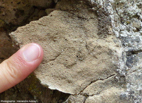 Détail de la dolomie formant les morphologies karstiques, forêt du Causse de L'Hospitalet-du-Larzac (Aveyron)