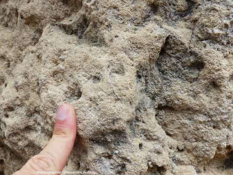 Détail de la dolomie à altération hétérogène formant les morphologies karstiques, forêt du Causse de L'Hospitalet-du-Larzac (Aveyron)