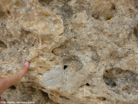 Détail de la dolomie à aspect bréchique formant les morphologies karstiques, forêt du Causse de L'Hospitalet-du-Larzac (Aveyron)