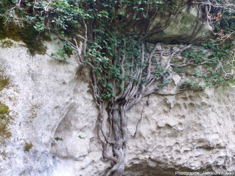 Croissance de lierre sur les parois du karst montrant les relations étroites entre les roches et les végétaux, forêt du Causse de L'Hospitalet-du-Larzac (Aveyron)