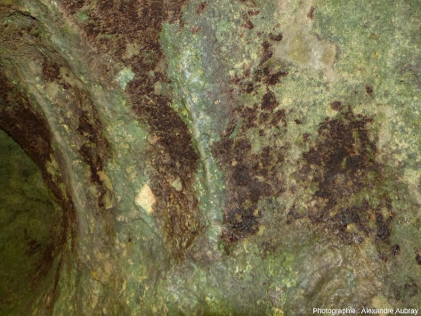 Parois de la grotte de la Sébillère, forêt du Causse de L'Hospitalet-du-Larzac (Aveyron)