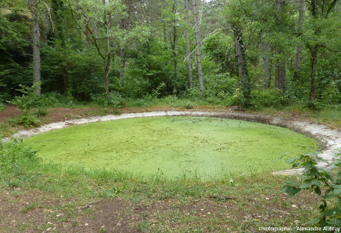 Lavogne à proximité de la maison forestière, forêt du Causse de L'Hospitalet-du-Larzac (Aveyron)