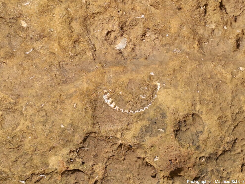 Détail des biocalcarénites miocènes de la formation de Lagos-Portimão au niveau d'Algar Seco, Algarve (Sud du Portugal)
