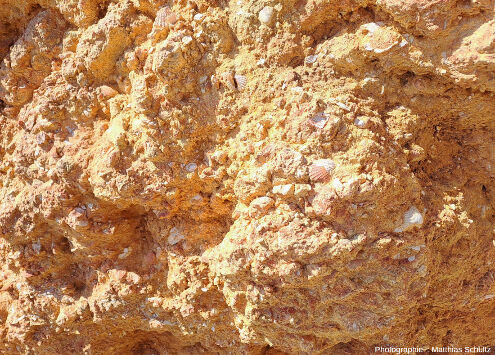 Détail des biocalcarénites miocènes de la formation de Lagos-Portimão au niveau d'Algar Seco, Algarve (Sud du Portugal)