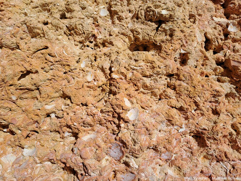 Détail des biocalcarénites miocènes de la formation de Lagos-Portimão au niveau d'Algar Seco, Algarve Ssud du Portugal)