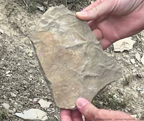 Traces d'échassiers dans les niveaux les plus fins des molasses marines grises miocènes de la région de Barles (Alpes-de-Haute-Provence)