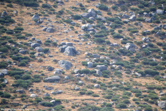 Chaos granitique, ruines de la Felgère, à quelques centaines de mètres au Sud-Ouest du hameau de La Borie (Montselgues, Ardèche)