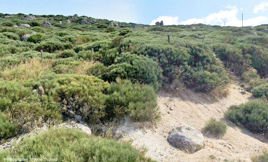 Une boule de granite isolée au sein d’une arène granitique, là où l'érosion a fabriqué un petit escarpement qui l'a à moitié dégagée