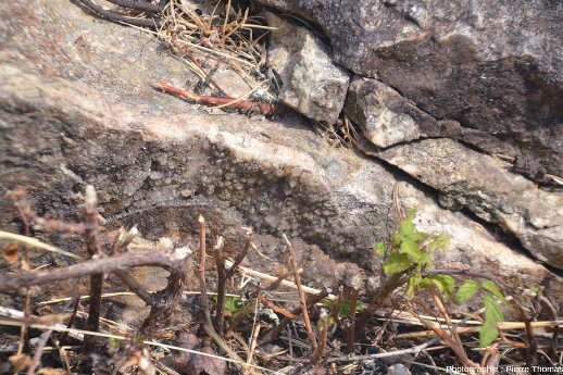 Quelques cristallisations visibles à la base de l'affleurement, au niveau du contact entre le filon de quartz et le tout petit bas-côté de la route