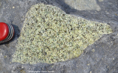 Un xénolite de lherzolite de la carrière de Peylenc (Haute-Loire)