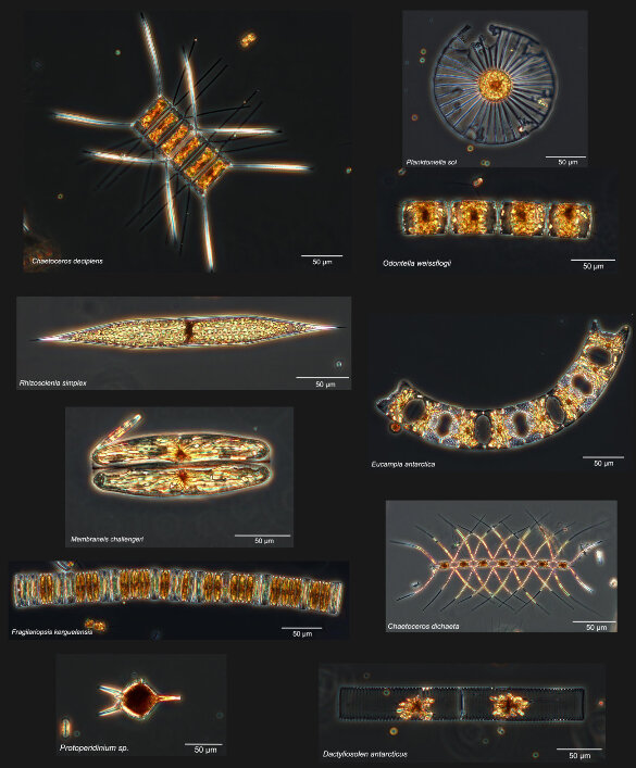 Planche illustrant la diversité du phytoplancton constituant une partie de l'efflorescence phytoplanctonique en aval des iles Kerguelen