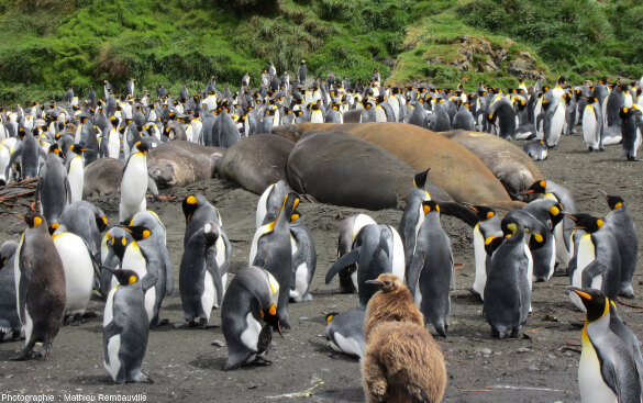 Manchots royaux (Aptenodytes patagonicus), et éléphants de mer mâles (Mirounga leonina), Port aux Français, Kerguelen