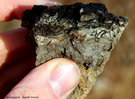 Argile contenant des débris végétaux, formant un mince niveau d'aspect ligniteux