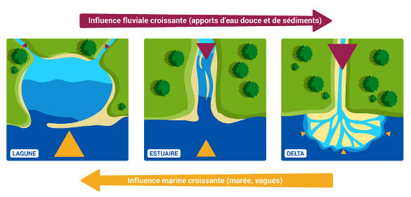 Nomenclature des différentes morphologies littorales : lagune, estuaire et delta