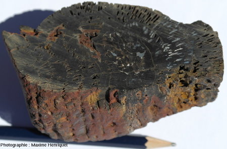 Coupe transversale d'un morceau de tronc de Glossopteris coupé transversalement, Glenrock (Australie)