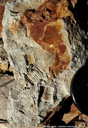 Fragments de tige de Crinoïdes et morceaux de Bryozoaires, carrière de Mulbring (Australie)