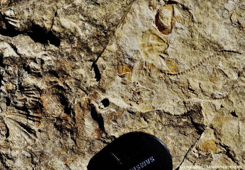 Brachiopodes et fragments de Crinoïdes, carrière de Mulbring (Australie)