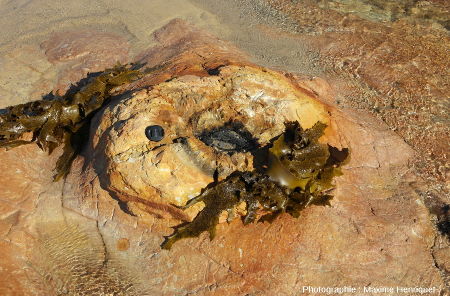 Base de tronc de Glossopteris dans les dépôts pyroclastiques, Swansea Heads (Australie)