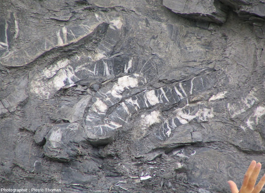 Microplis dans les marno-calcaires du Jurassique moyen