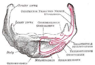 L'os hyoide humain, en vue antérieure