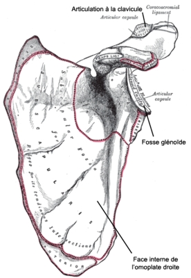Omoplate humaine, face antérieure, montrant la position de la fosse glénoïde