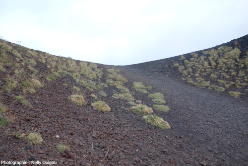 Herbacées pionnières sur un dépôt volcanique très récent de l'Etna