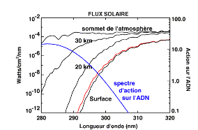 Pénétration dans l'atmosphère des ultraviolets b selon leur longueur d'onde (courbes noires), comparée à leur action sur l'ADN (courbe bleue). L'ozone stratosphérique absorbe les radiations solaires de plus courtes longueurs d'ondes (les plus énergétiques) auxquelles l'ADN est très sensible. Une diminution de 10 % de l'ozone, en laissant passer plus d'UVB (courbe rouge), augmenterait les dommages sur l'ADN d'environ 22 %.