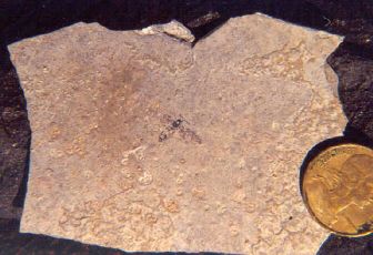 Diptère fossile (falaise du Puy St Romain)