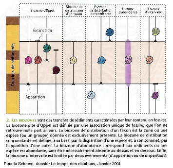 Exemple de schéma explicatif de la notion de biozone, représentant les espèces fossiles en « stase »