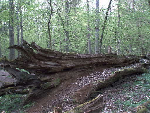 Une forêt avec, au deuxième plan, une dizaine d'arbres en train de grandir et, au premier plan, un arbre mort en train de pourrir