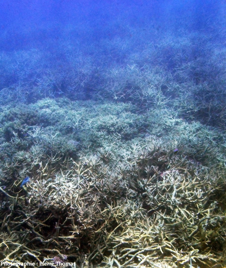 Vue sous-marine de la grande barrière de corail au large de Cairn (Australie)