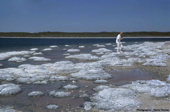 Les stromatolithes du lac Thetis (Australie), exemple actuel de précipitation biogène indirecte de CaCO3