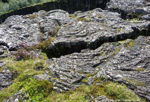 Surface cordée du champ de lave þingvallahraun qui constitue le substratum du rift de þingvellir, Islande