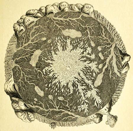 Le centre de la Terre dessiné par un géologue du XVIIème siècle, Athanasius Kircher (1602-1680) dans son célèbre Mundus subterraneus