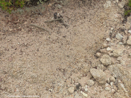 Arène granitique grossière au pied des granites massifs
