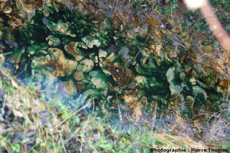Amont du ruisseau, riche en cyanobactéries (bleu-vert