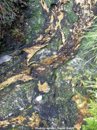 Bas du ruisseau enrichi en diatomées (en brun) et algues vertes (vert bouteille)