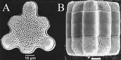 Microphotographies de Hydrosera triquetra