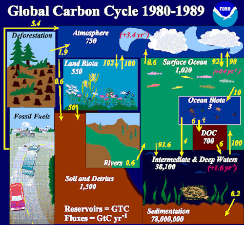 Cycle du carbone et variations entre 1980 et 1989