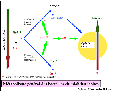 Schéma simplifié couplant des réactions d'oxydo-réduction de substances minérales et la synthèse de molécules organiques (sucres…) par des bactéries chimiolithotrophes