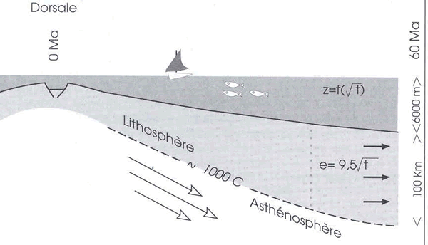 Lien entre la profondeur du plancher océanique (z), épaisseur (e) et âge de la lithosphère (t)